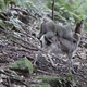 Illustration for article titled Snow Monkey Fucks Deer